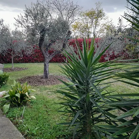 Il Ciliegio